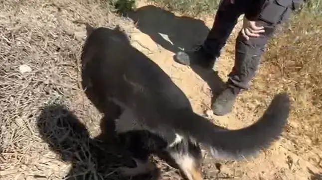 הכלבה אנה הריחה והובילה את השוטרים: אקדח ומחסנית נתפסו בשגב שלום