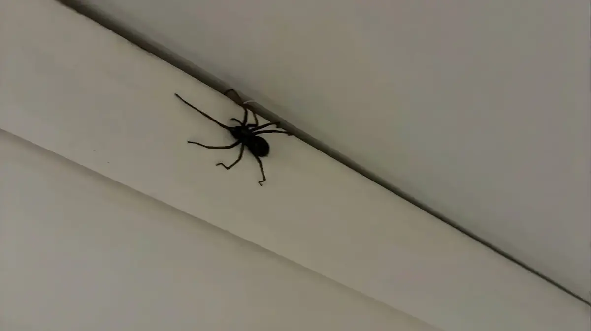 הייתם עוברים דירה? עכביש "בגודל של כלב" הופיע לה בבית