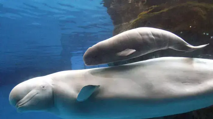 נקבת לוויתן בלוגה מתה השבוע בגן החיות בשיקאגו, ארה"ב, 26 באוקטובר 2011