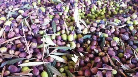 מסיק זיתים