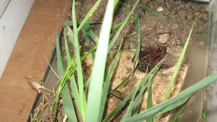 עגולשון שחור גחון צפרדע נכחדת בעמק החולה , נובמבר 2011