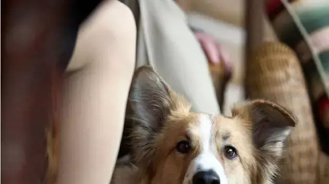 Darling Companion