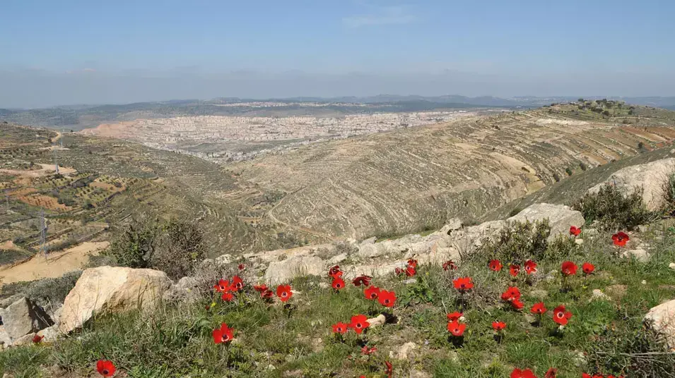 פרג על תצפית נחל נעמנים, דרך האבות הקדומה