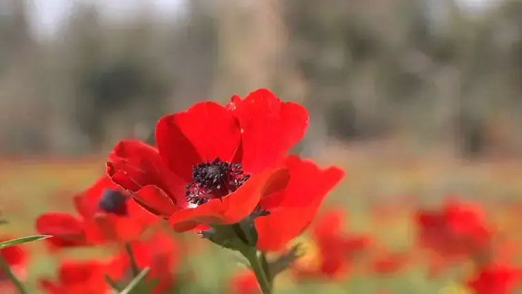 עשרות אלפים נהנו מהפריחה באירועי "דרום אדום"