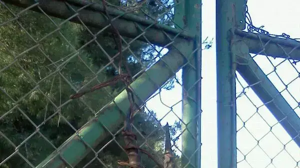 ראשי צבאים כרותים בנחל עמוד. יוני 2013