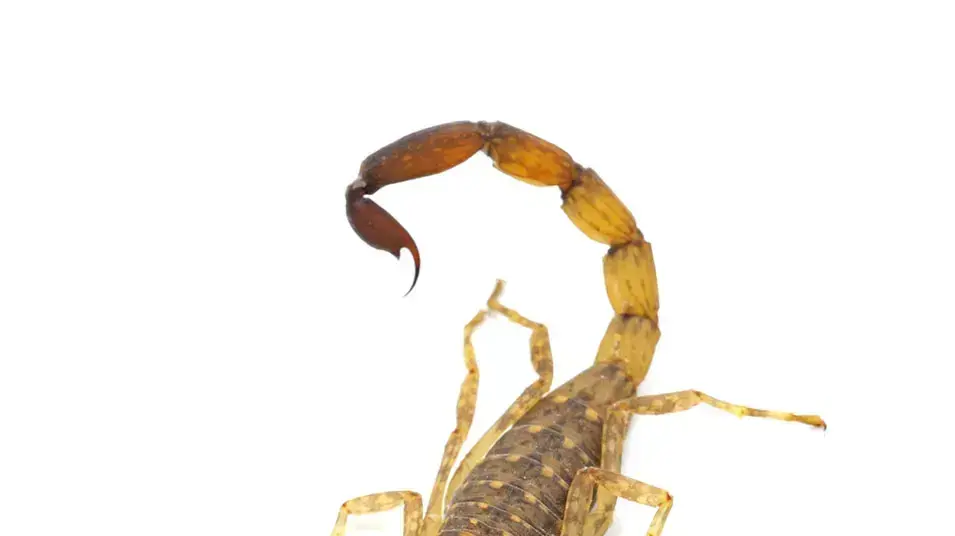 עקרב צהוב