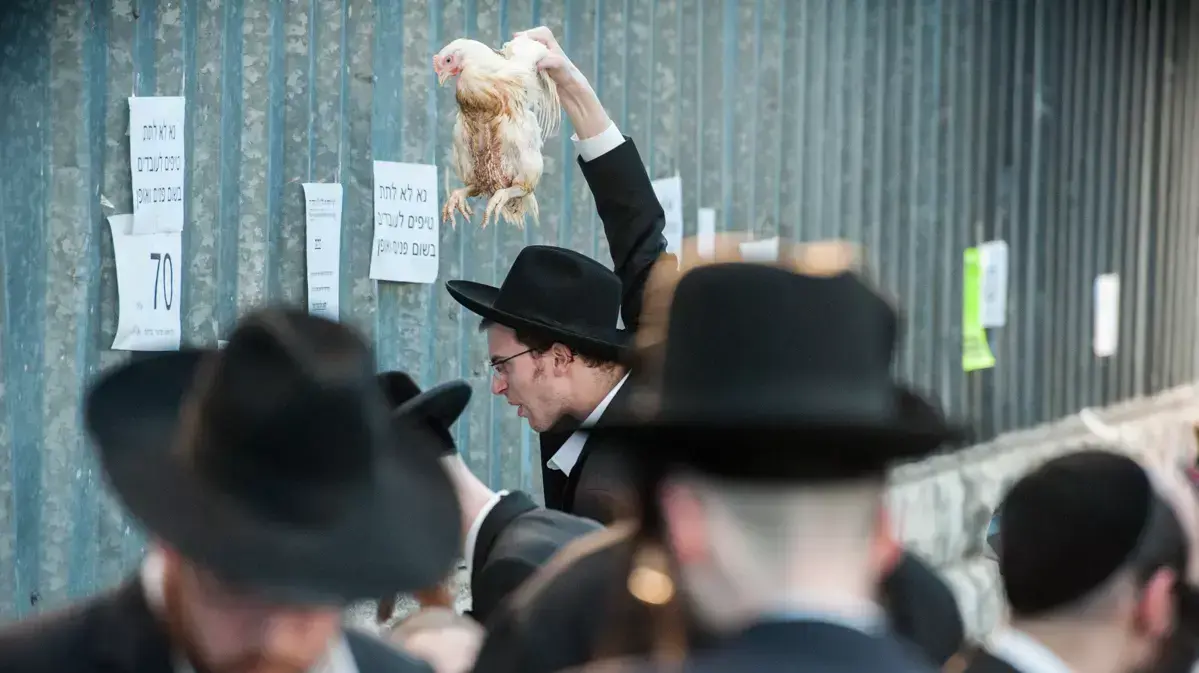 חרדים עורכים תרנגול כפרות בעיר ירושלים לקראת יום הכיפורים