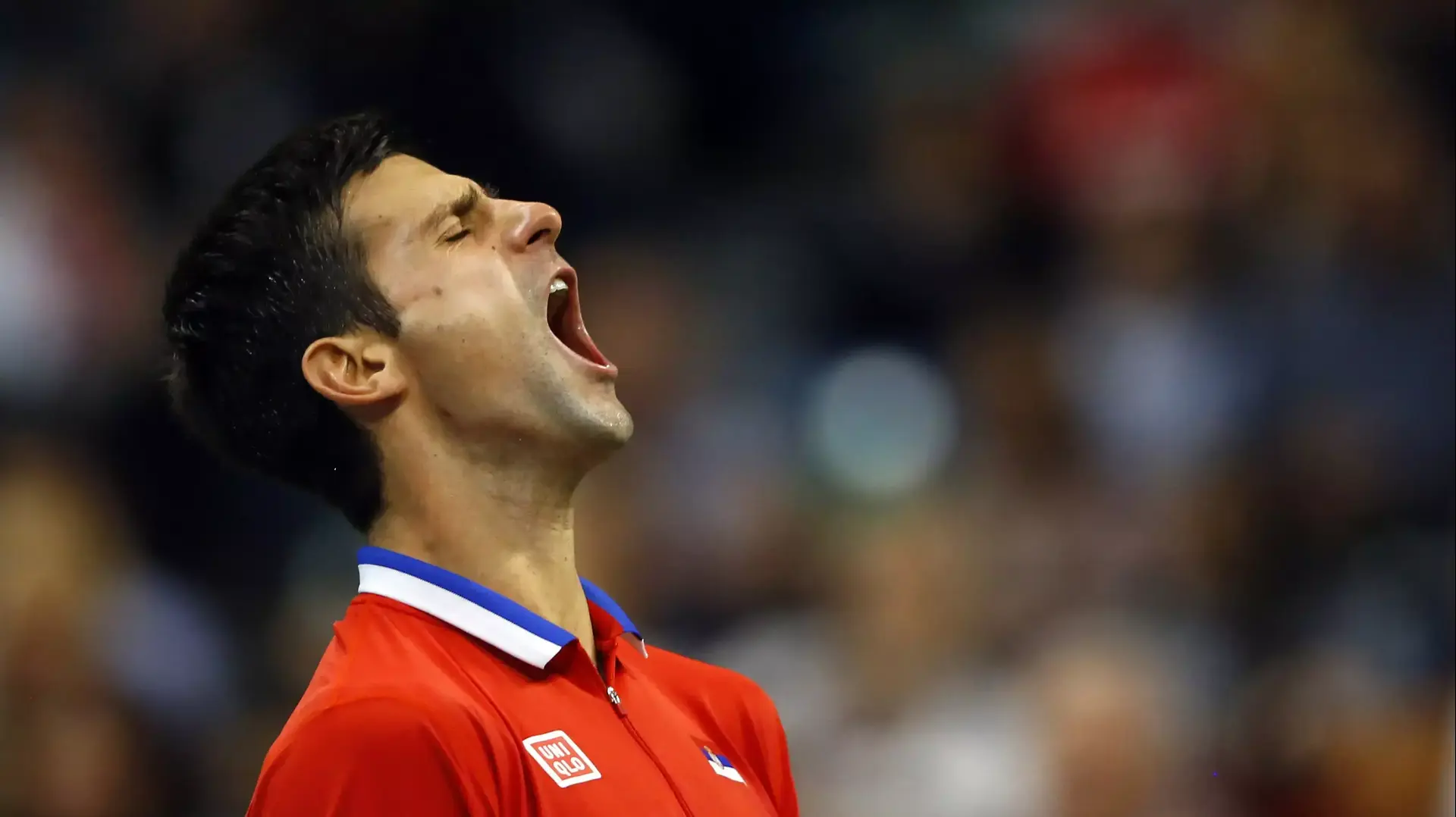 נובאק דג'וקוביץ' טניסאי סרבי נובאק דג'וקוביץ' טניסאי סרבי