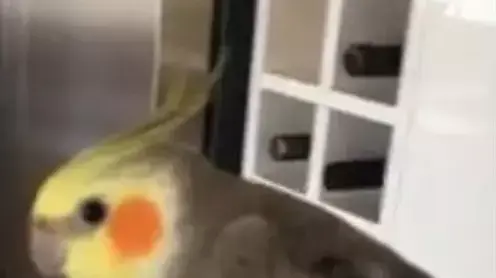 מה אכפת לציפור מצרעת?