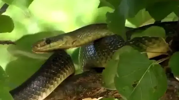 בהלה בלונדון: מתקפת נחשים בבירה הבריטית