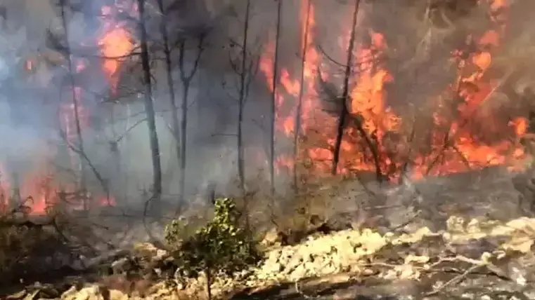 שריפת ענק ביער ירושלים: תושבים פונו מבתיהם