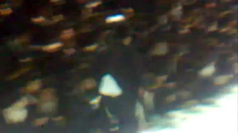 האדמו"ר מצאנז לא זורק תפוחים