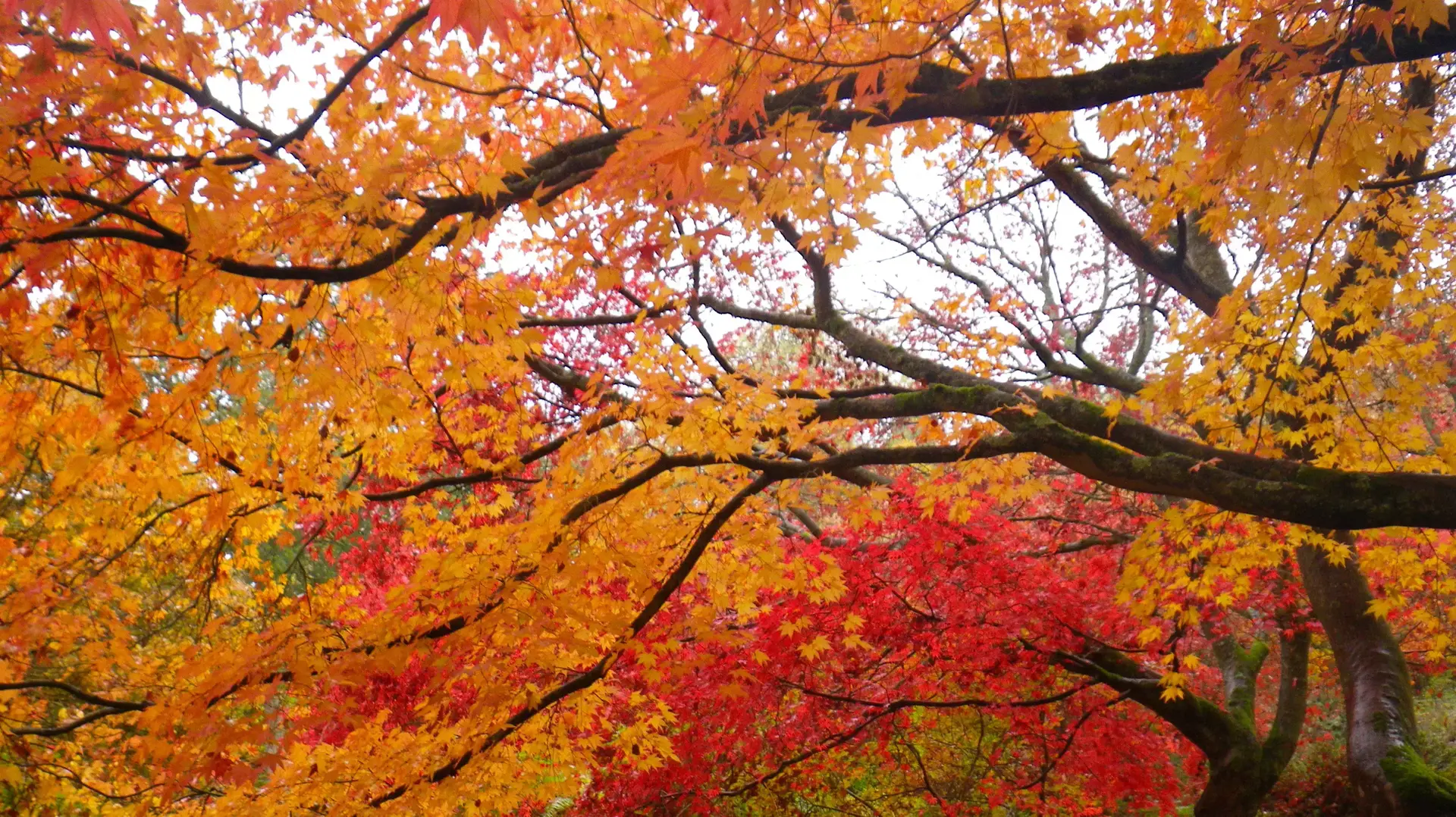 שלכת עץ מייפל באנגליה Winkworth Arboretum