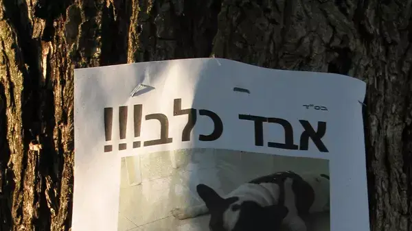 אבד כלב בתל אביב