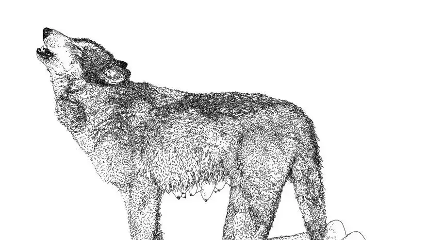 איור מתוך אתר חוטם Gray Wolf