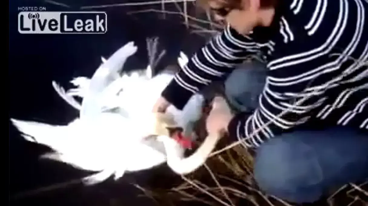 ויראלי: שני ברבורים מסתבכים