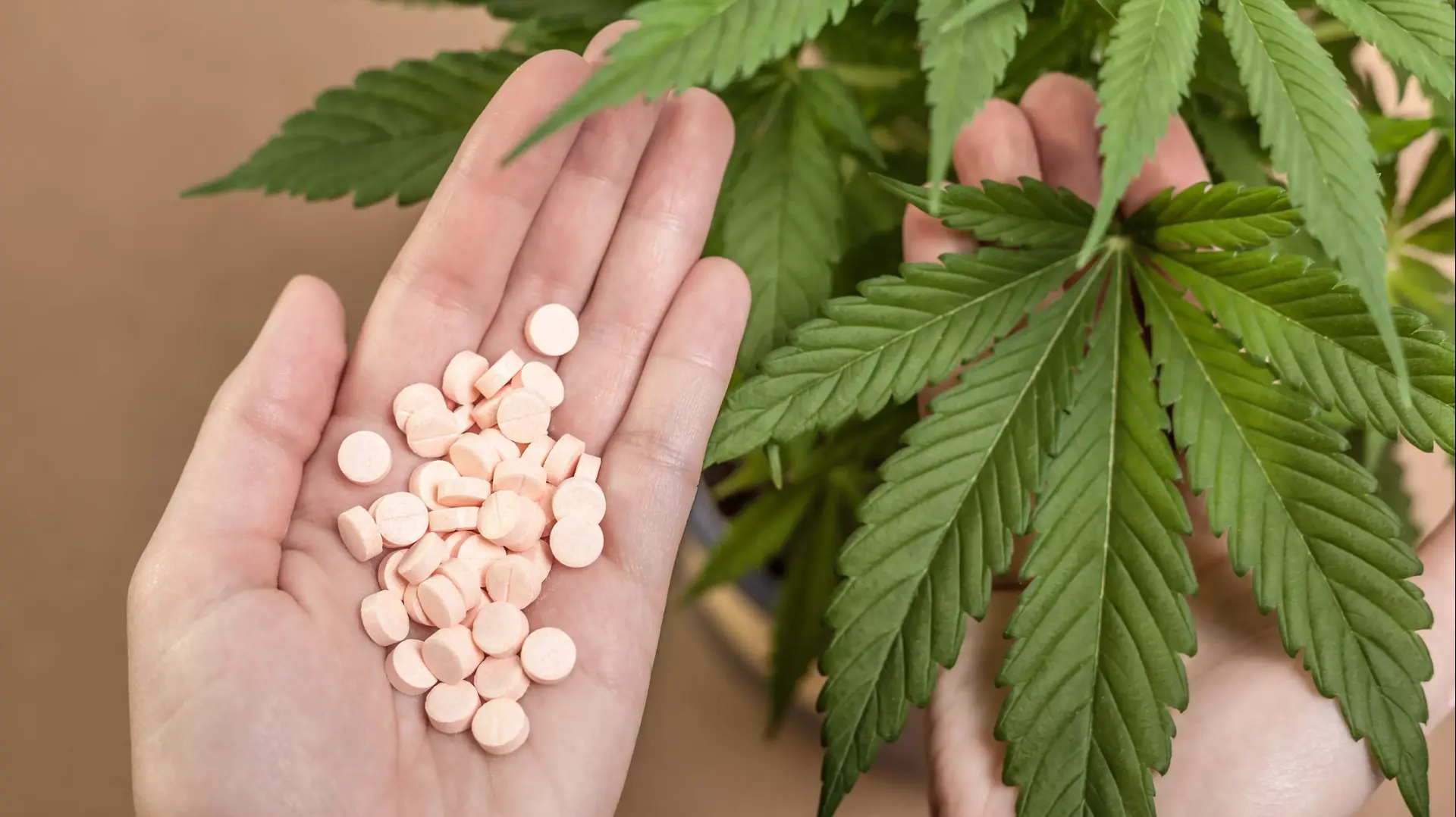 מחקר CBD מחקר CBD