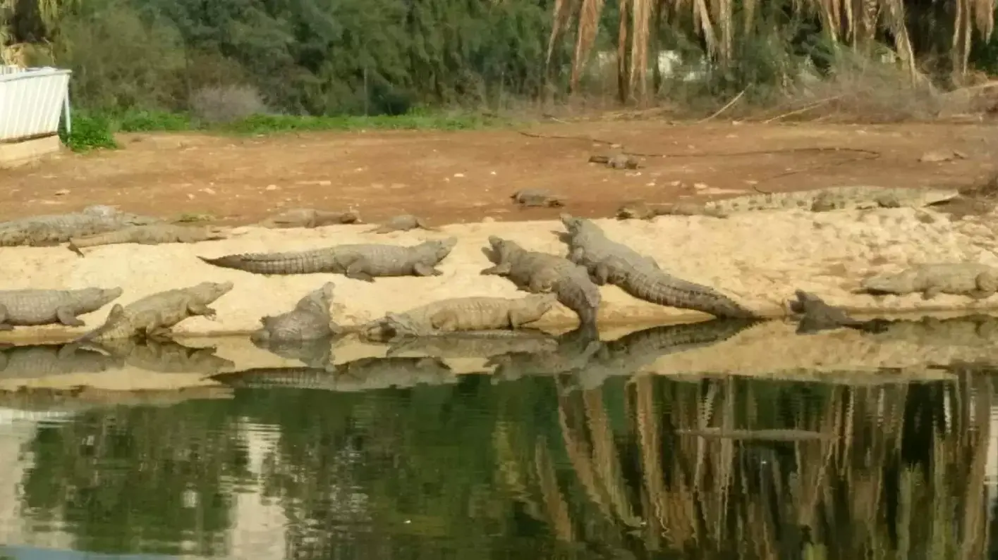 חוות התנינים בפצאל שבבקעת הירדן