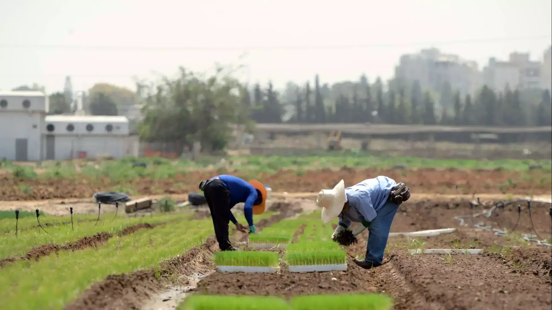 שדות ירק ליד גלילות ברמת השרון, מאי 2015