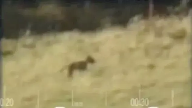 תיעוד של טיגריס טסמני