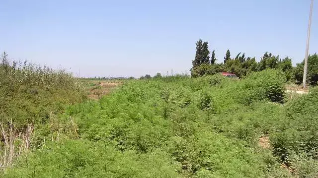 אמברוסיה מכונסת