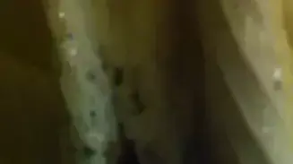 חרקים פשפשים בחדר מלון בניו יורק