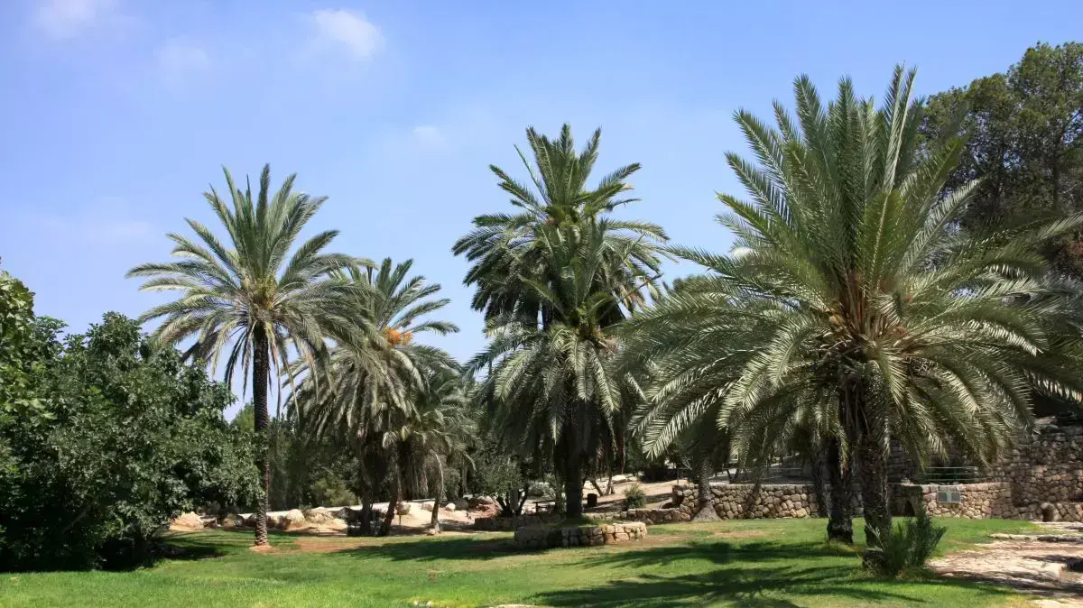 פארק איילון-קנדה עצי תמר ועצי תאנה ליד מעיין התמרים