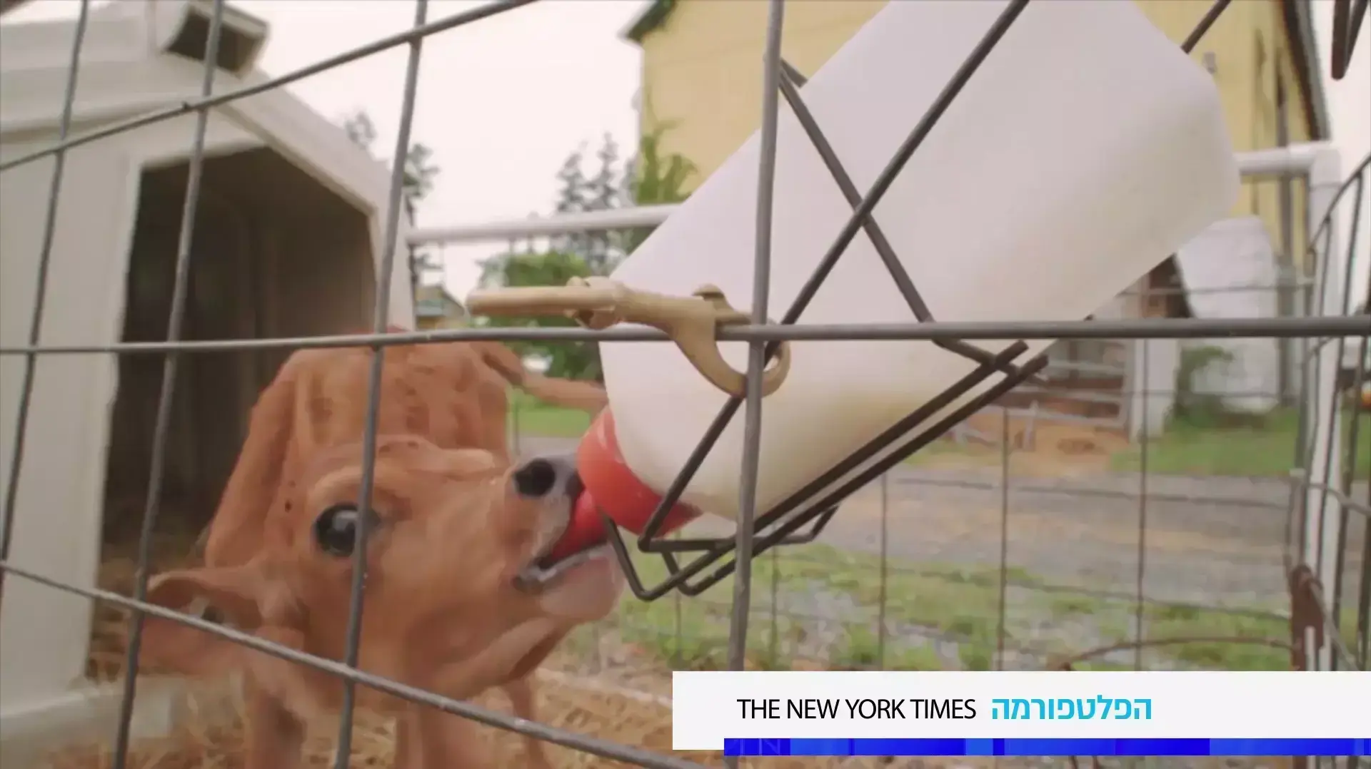 עולם התוכן מועצת החלב עולם התוכן מועצת החלב