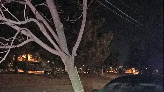 שיכורה עם עץ תקוע בשבכת הרכב