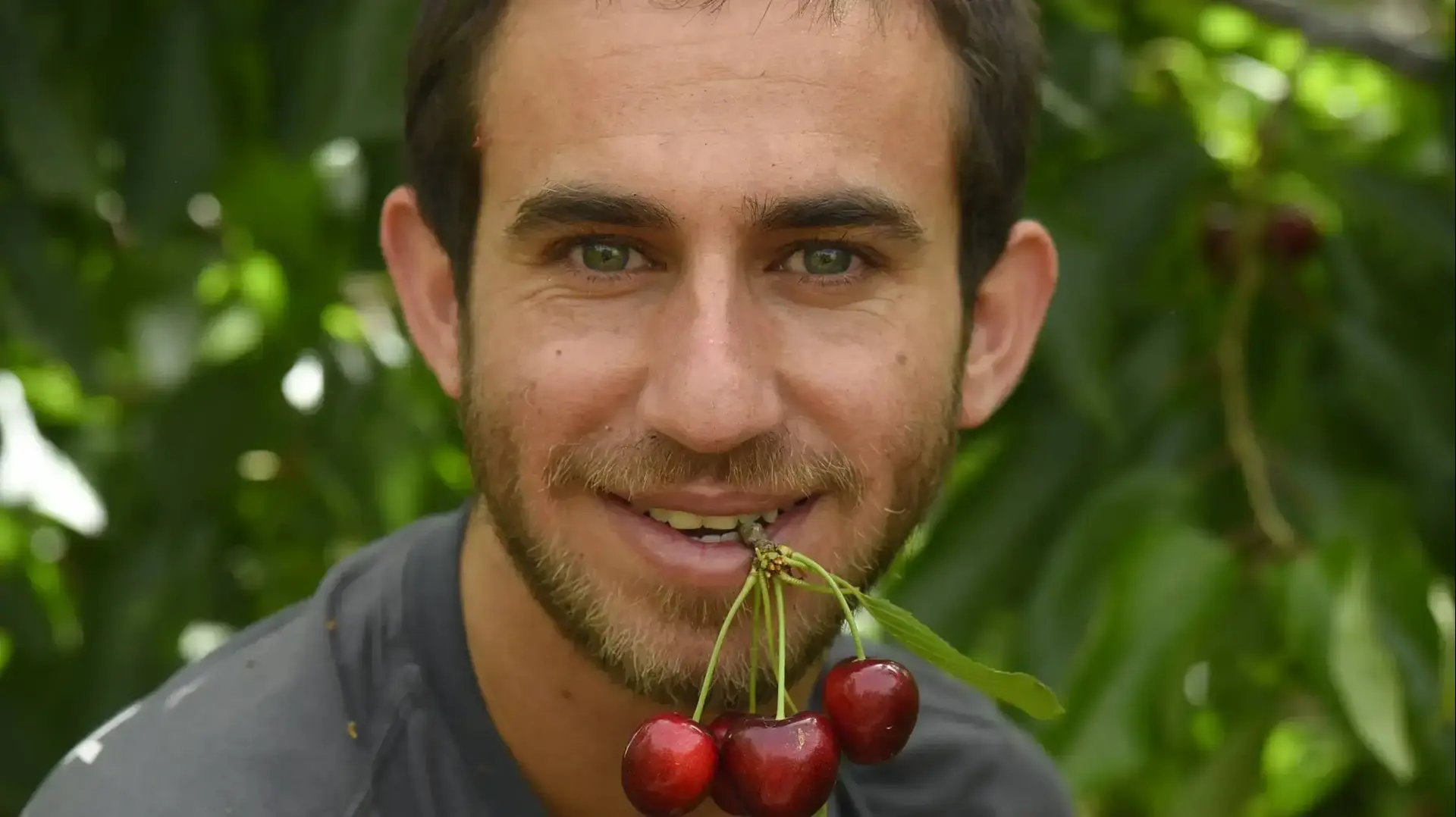 עקיבא נוביק, במטע דובדבנים של אביו יצחק נוביק, עופרה. מאי 2016