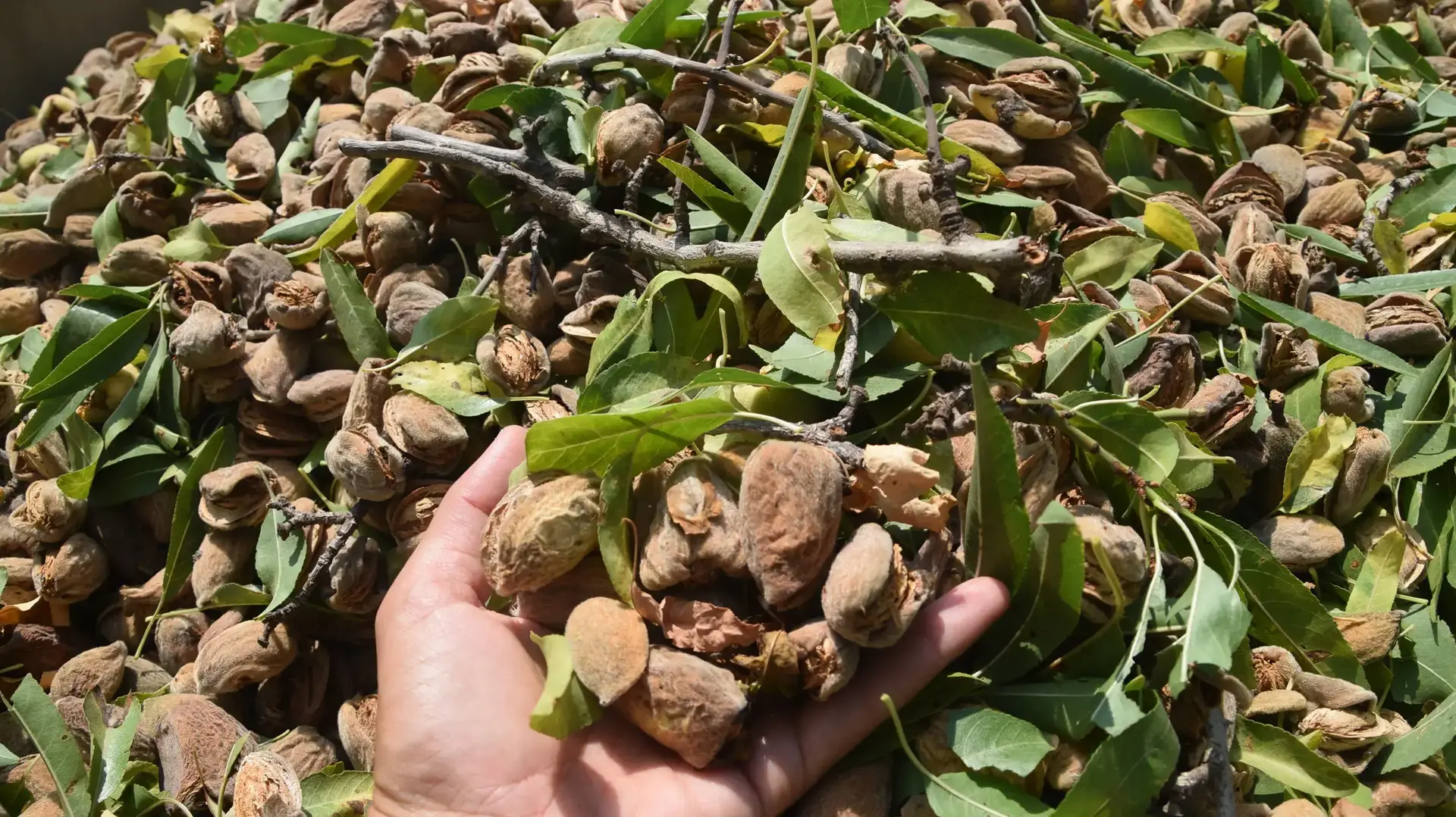 קטיף שקדים בקיבוץ מגל