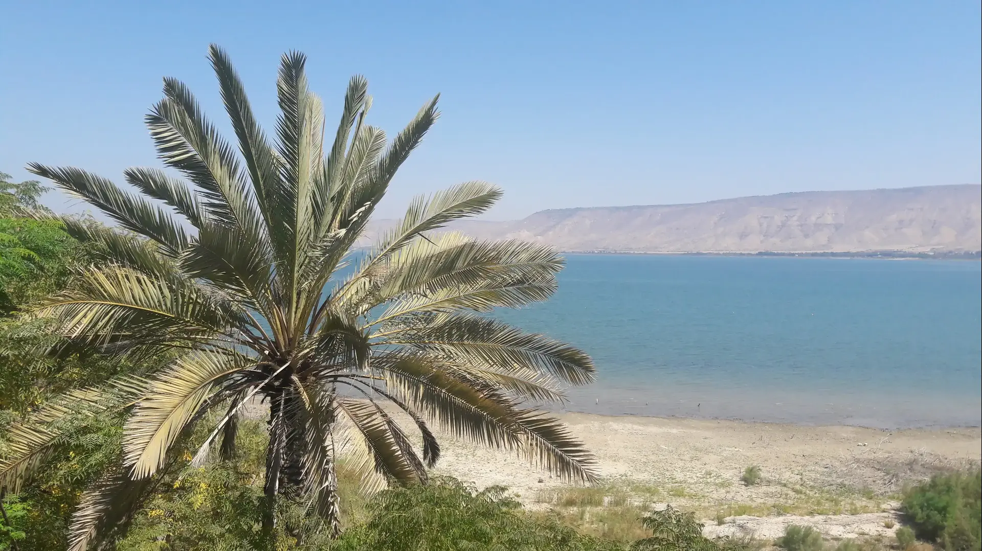 גדיד תמרים קיבוץ כנרת