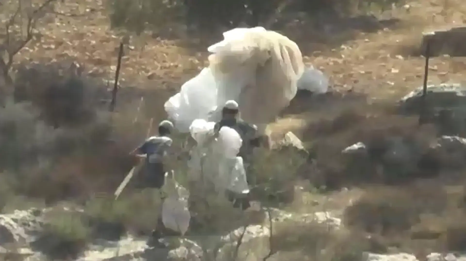 תיעוד: מתנחלים גונבים ומשחיתים עצי זית לפני תחילת עונת המסיק ברחבי שומרון