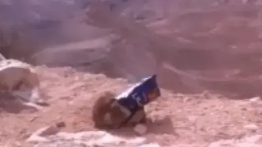 שועל נתקע בשקית חטיפים