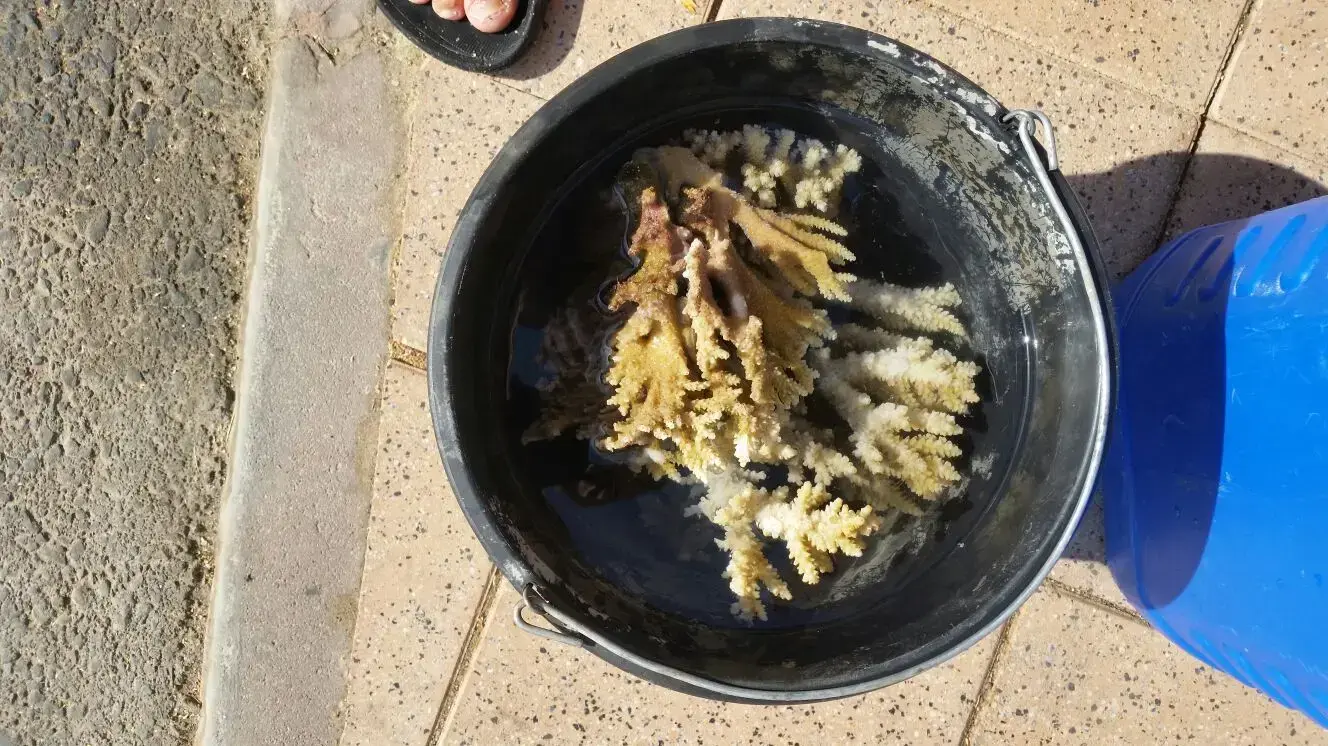 אלמוגים נכרתו בחוף קצא"א לאחר שנפתח