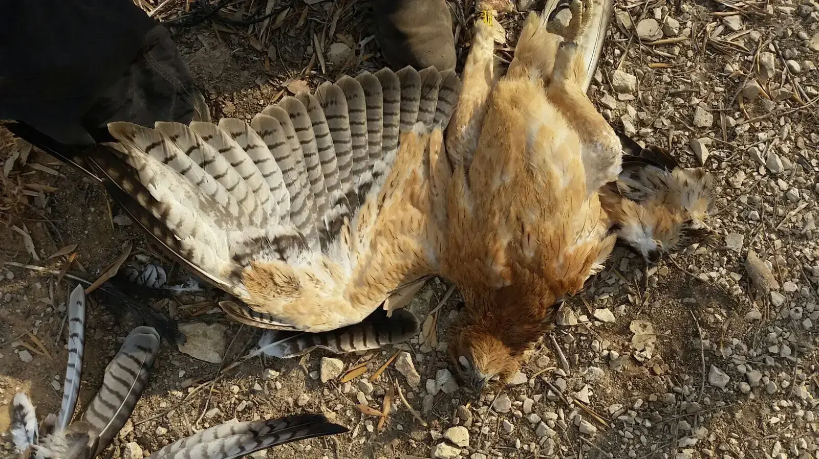2 עיטים נציים (מהאחרונים שנותרו בישראל) שהתחשמלו למוות בעמק בית שאן 4.9.17
