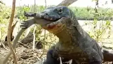דרקון קומודו אוכל קוף