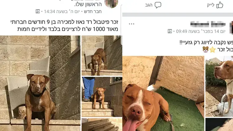 פיטבולים למכירה ברשת