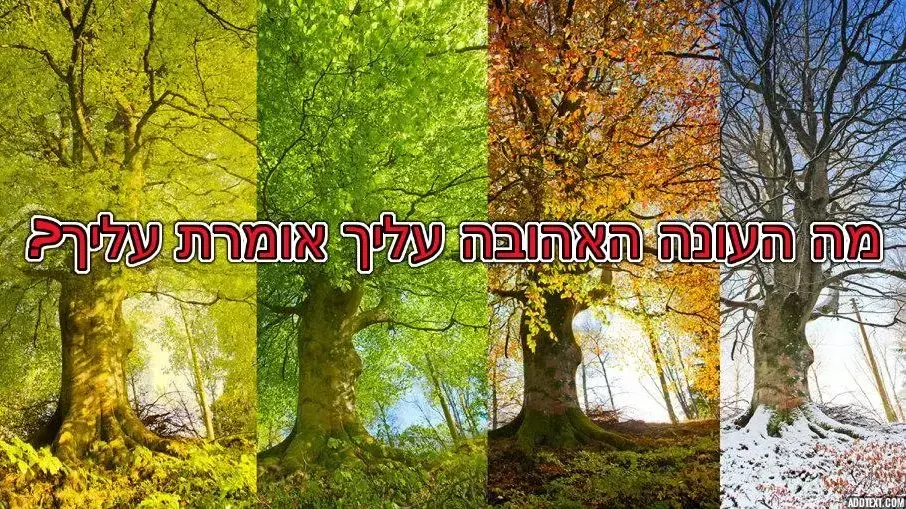 חידון פלייבאז עונות