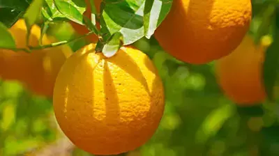 תפוזים על העץ