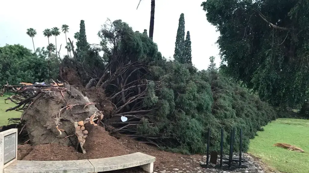 שני עצים שסימלו את ערש ההתישבות החלוצית בארץ ישראל קרסו בסערה, קיבוץ דניה א'- אייטם אלי אשכנזי