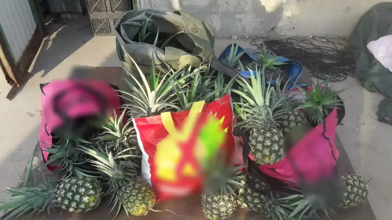90 ק"ג תוצרת חקלאית מסוג אננס בקיבוץ שדות ים אשר נתפסו על 2 חשודים בגניבתם
