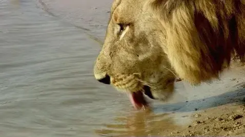 אריה שותה מאגם מלא בהיפופוטמים