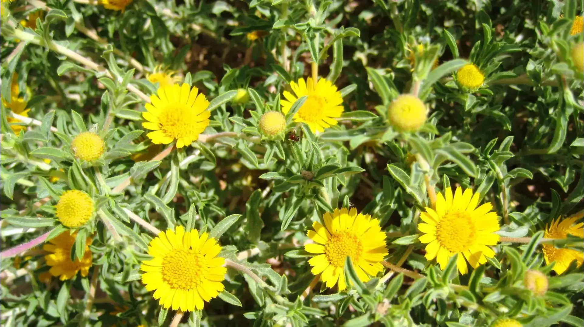 צמח כוכב ריחני צמח כוכב ריחני
