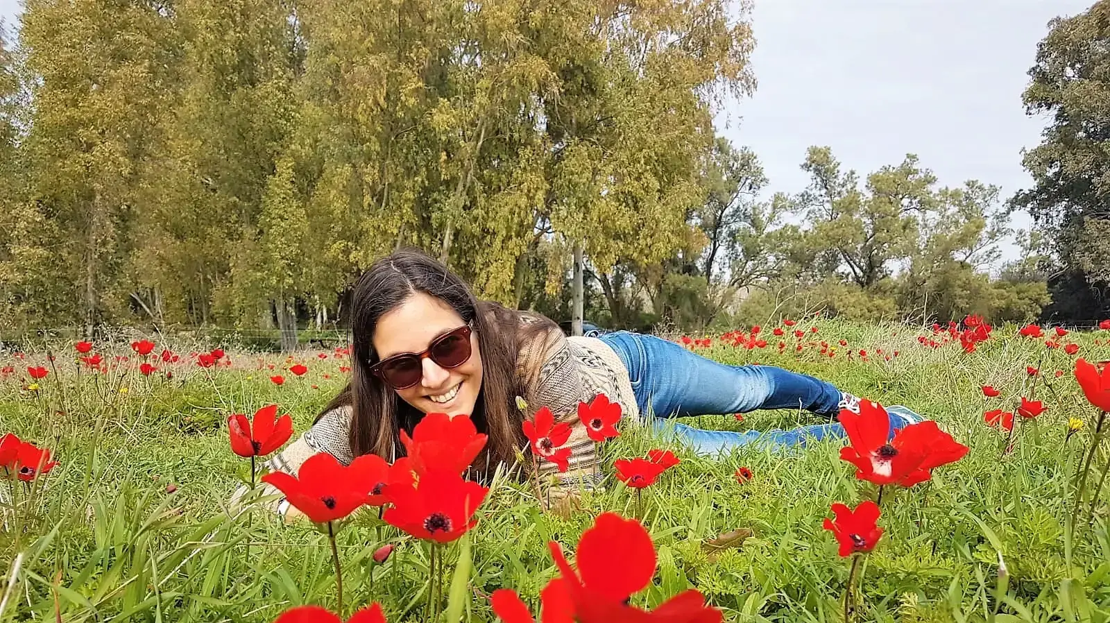 כלניות דרום אדום