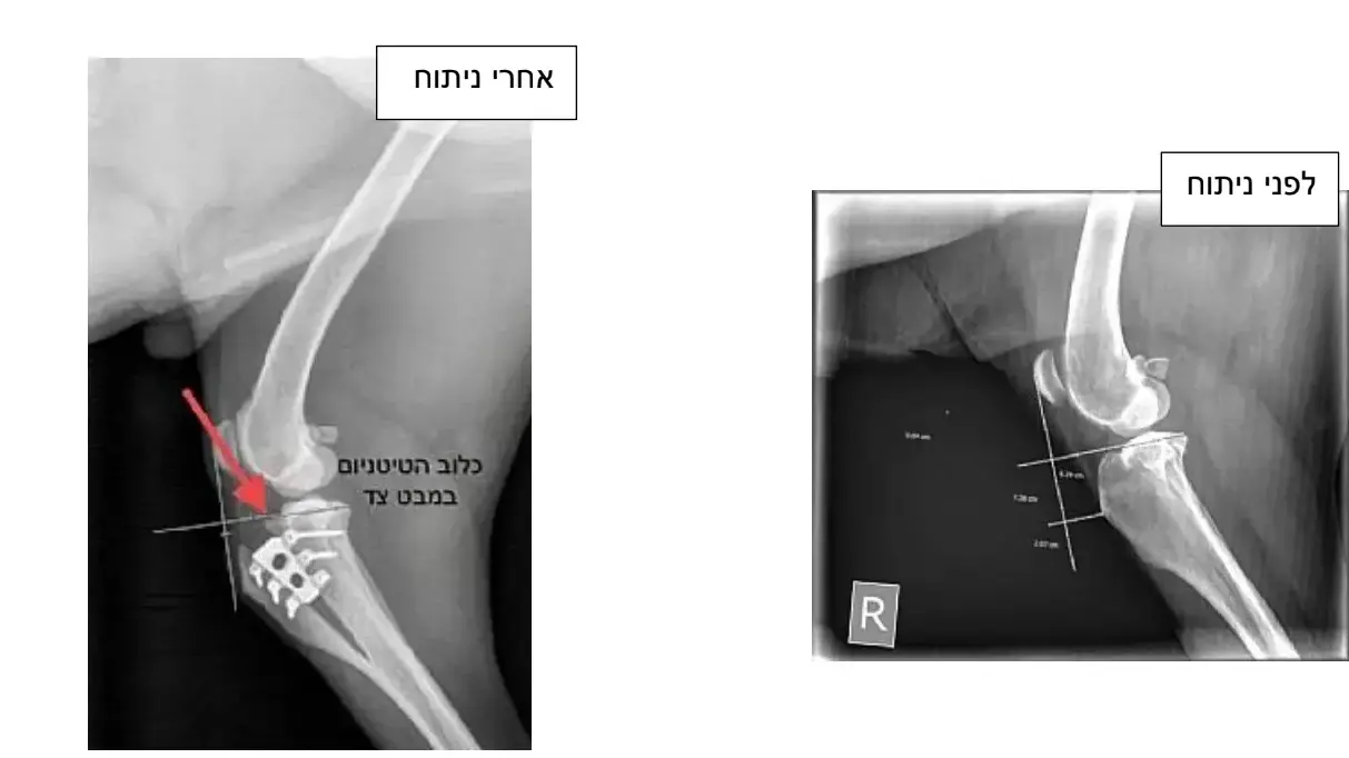 תרשים קרע רצועה צולבת כלבים