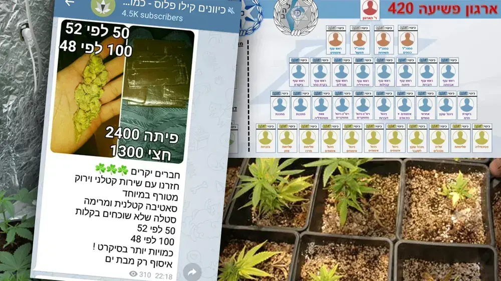 מעבדה לשתילי מריחואנה נחשפה בדירת מגורים בחיפה- יוני 2010