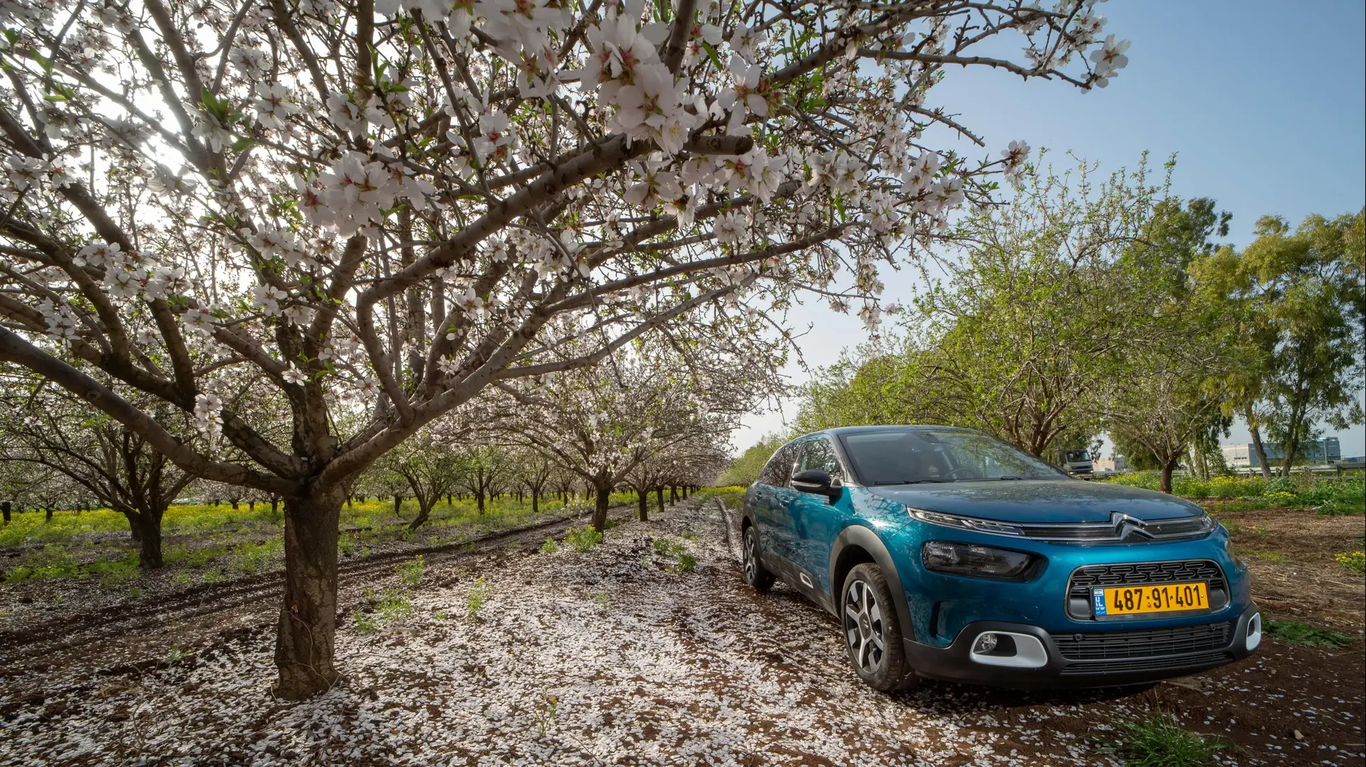 מבחן דרך: סיטרואן קקטוס המחודש