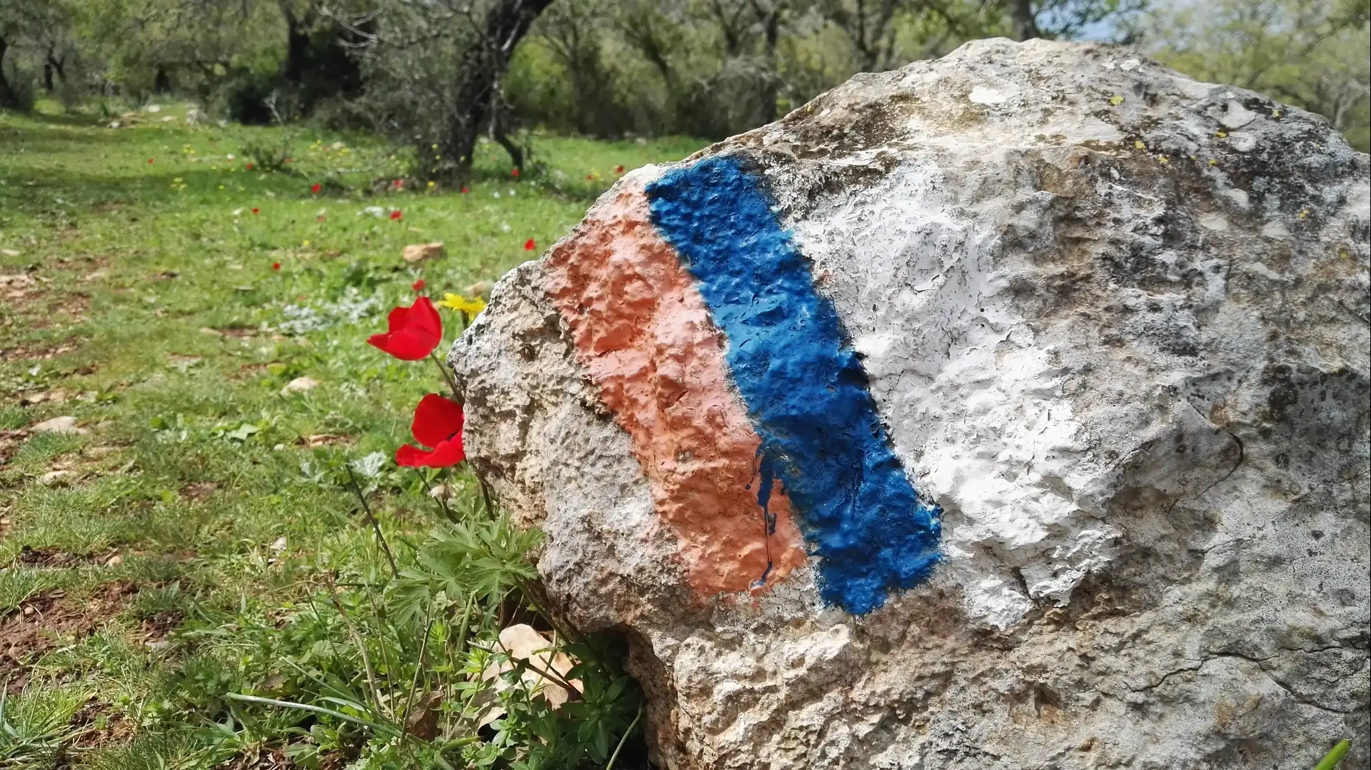 שביל ישראל כלניות