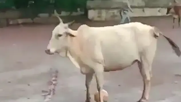 פרה משחקת כדורגל